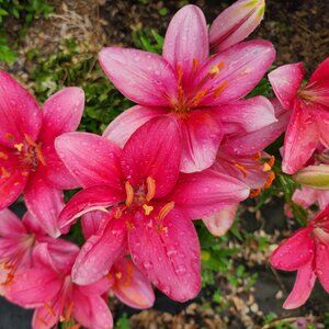 Meet your Posher, Lana